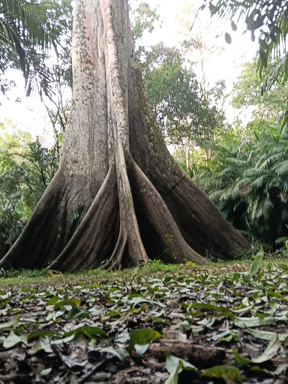 Casa de farinha e cultura ribeirinha na Amazônia
